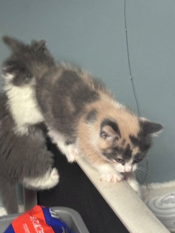 Adorable Diluted Calico Kittens – £350 Each - Image 5 of 6