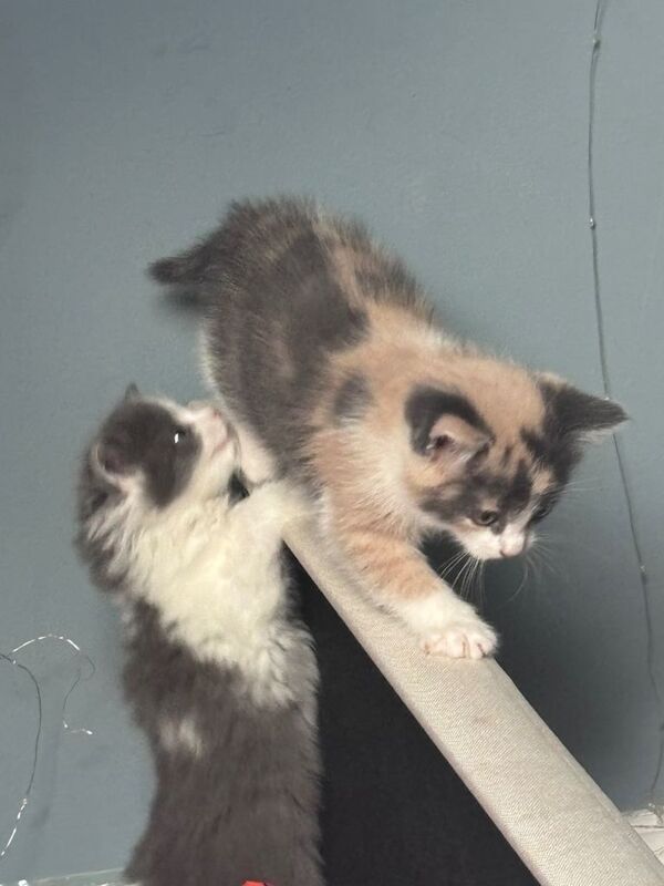 Adorable Diluted Calico Kittens – £350 Each - Image 6 of 6