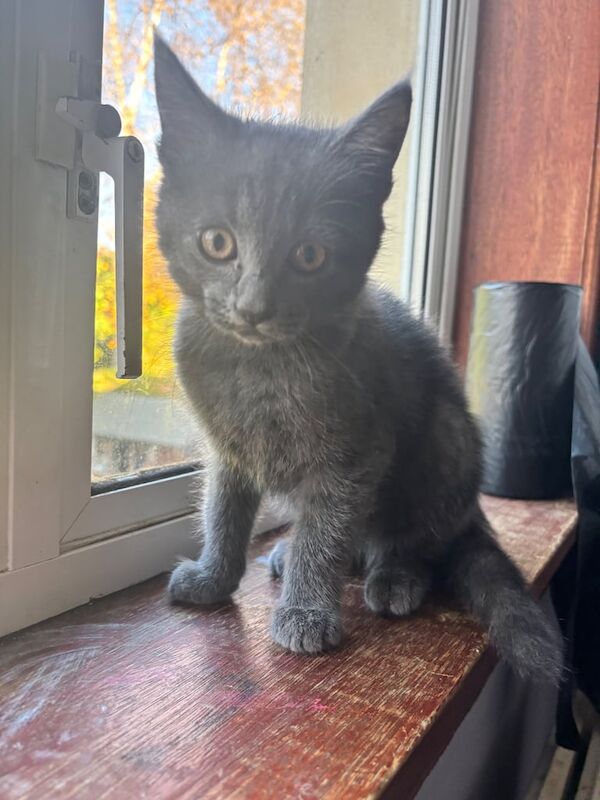 Russian Blue kittens for sale in Perth, Perth and Kinross – 9 weeks old