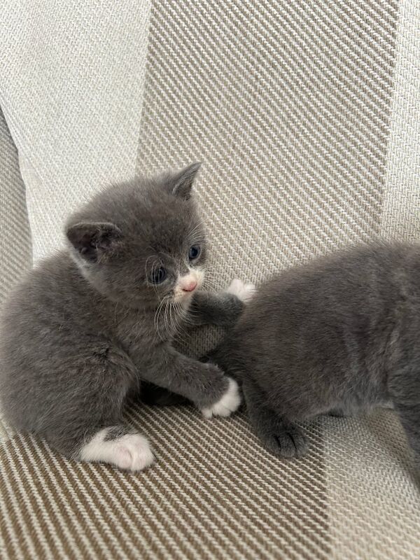 Adorable kittens for sale in Sutton, Greater London