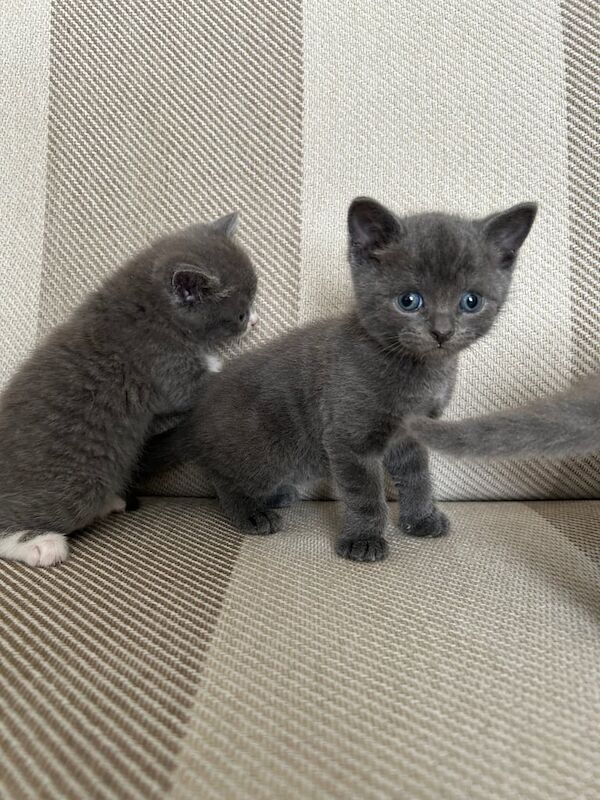Adorable kittens for sale in Sutton, Greater London | Image 2