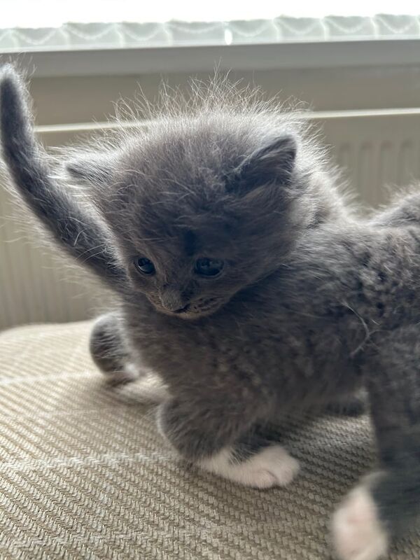 Adorable kittens for sale in Sutton, Greater London | Image 3