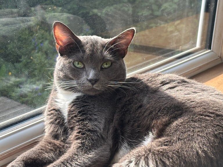 Russian Blue kittens for sale in Clapham, Greater London – 2 years old