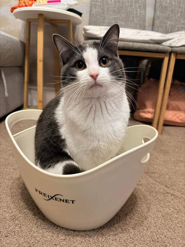 Beautiful 9 months Boy