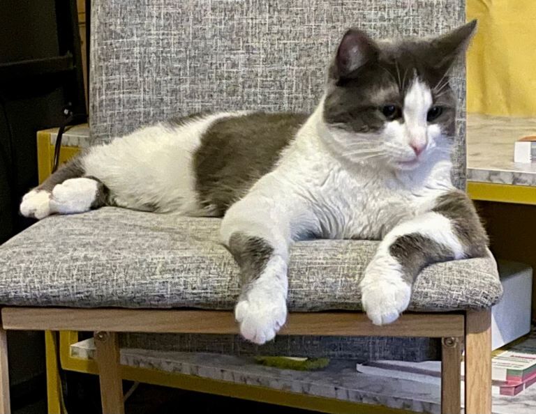 Beautiful 9 months Boy - Image 2 of 2