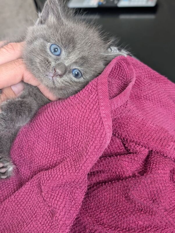 Russian Blue kittens for sale in Bristol – 6 weeks old