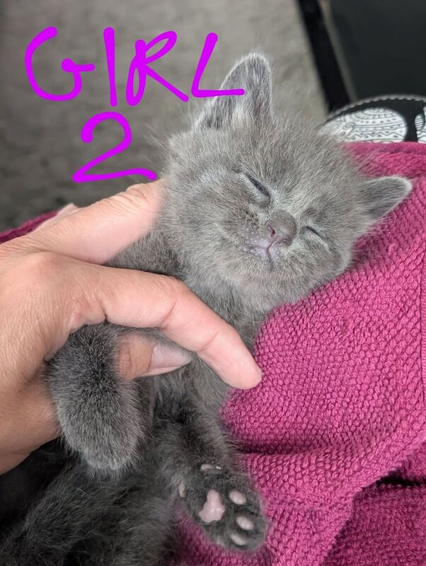 Russian Blue kittens for sale in Bristol – 6 weeks old - Image 2 of 3