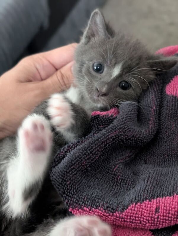 Russian Blue kittens for sale in Bristol – 6 weeks old - Image 3 of 3