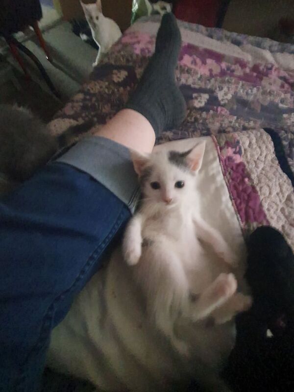 Russian Blue kittens for sale in Kingskerswell, Devon – 7 weeks old