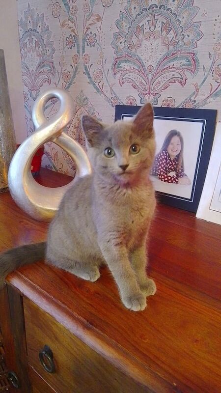 Russian Blue kittens for sale in Bucksburn, City of Aberdeen – 3 months old - Image 2 of 3