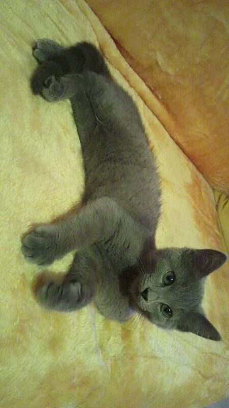 Russian Blue kittens for sale in Bucksburn, City of Aberdeen – 3 months old - Image 3 of 3