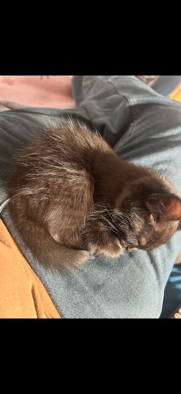 Russian Blue kittens for sale in St Clears / Sanclêr, Dyfed – 3 months old