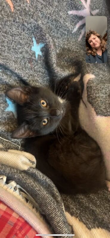 Russian Blue kittens for sale in St Clears / Sanclêr, Dyfed – 3 months old - Image 2 of 5
