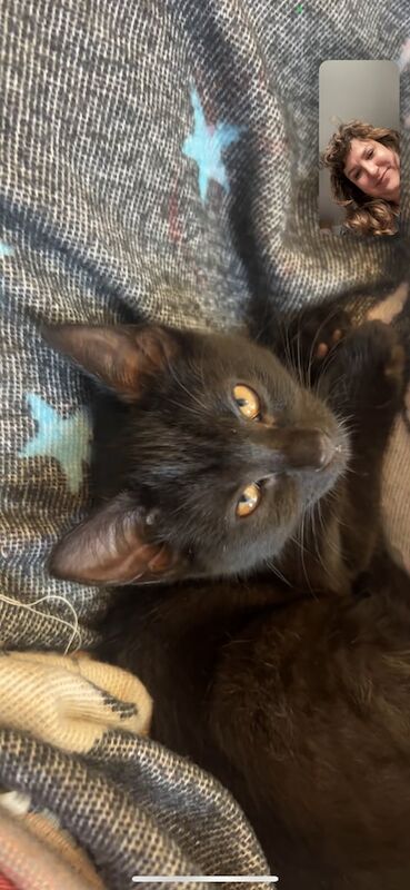 Russian Blue kittens for sale in St Clears / Sanclêr, Dyfed – 3 months old - Image 3 of 5