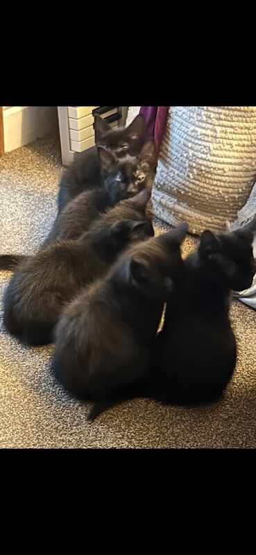 Russian Blue kittens for sale in St Clears / Sanclêr, Dyfed – 3 months old - Image 4 of 5