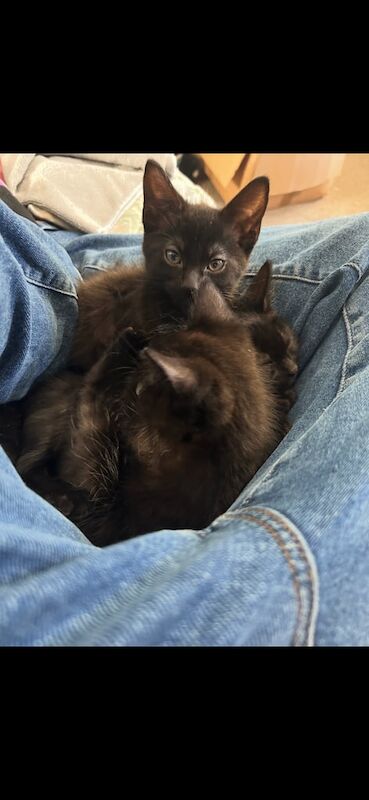 Russian Blue kittens for sale in St Clears / Sanclêr, Dyfed – 3 months old - Image 5 of 5