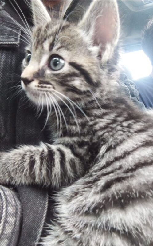 Beautiful kittens for sale in Millbrook, Cornwall