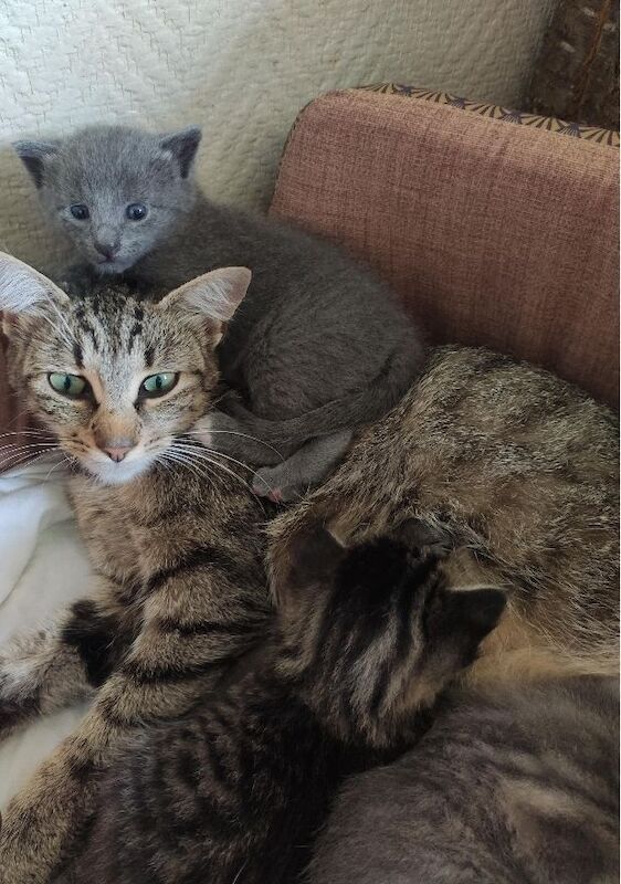 Beautiful kittens for sale in Millbrook, Cornwall | Image 2