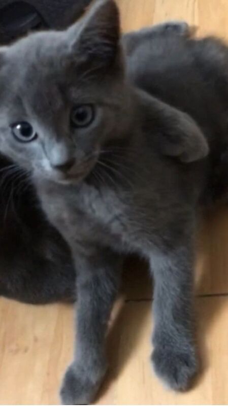 Beautiful kittens for sale in Millbrook, Cornwall | Image 3