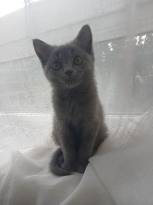Beautiful kittens