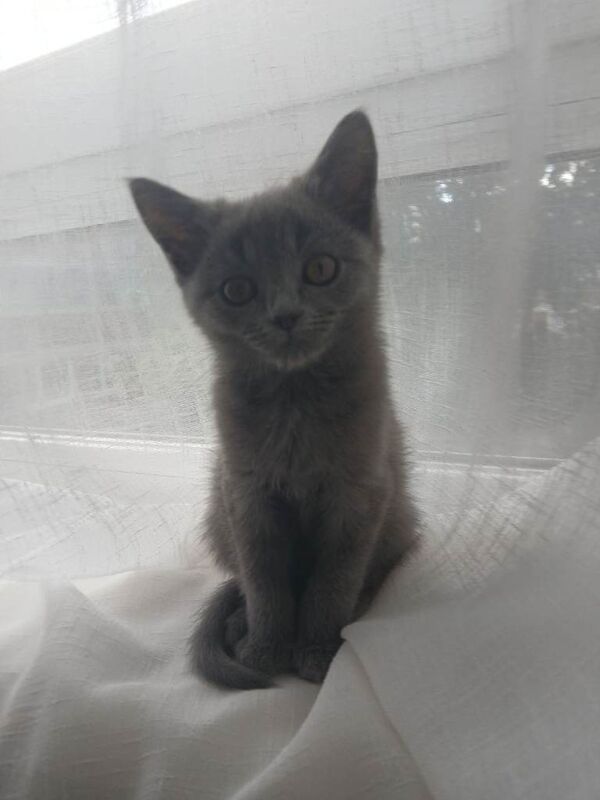 Beautiful kittens - Image 2 of 4