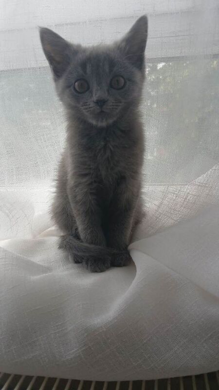 Beautiful kittens - Image 3 of 4