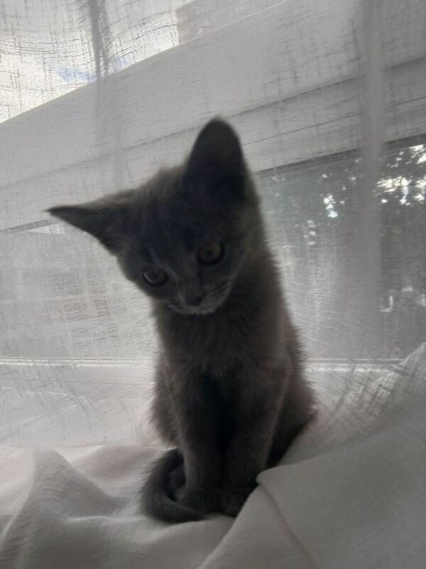 Beautiful kittens - Image 4 of 4