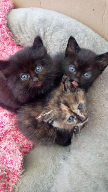Russian Blue Kittens For Sale Under £300
