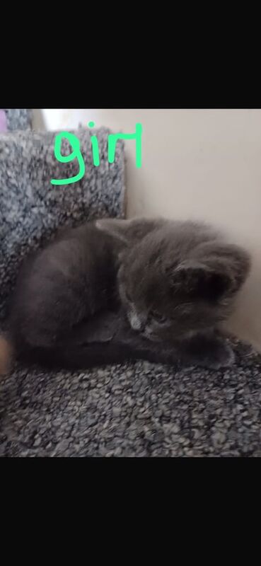 Beautiful Russian blue cross British shorthair kittens for sale in Margate, Kent