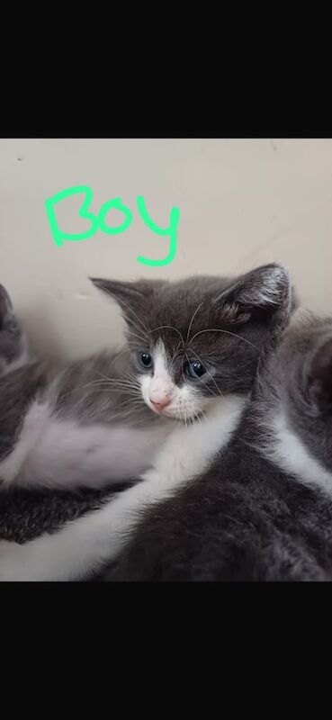 Beautiful Russian blue cross British shorthair kittens for sale in Margate, Kent | Image 2