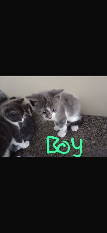 Beautiful Russian blue cross British shorthair kittens for sale in Margate, Kent | Image 3