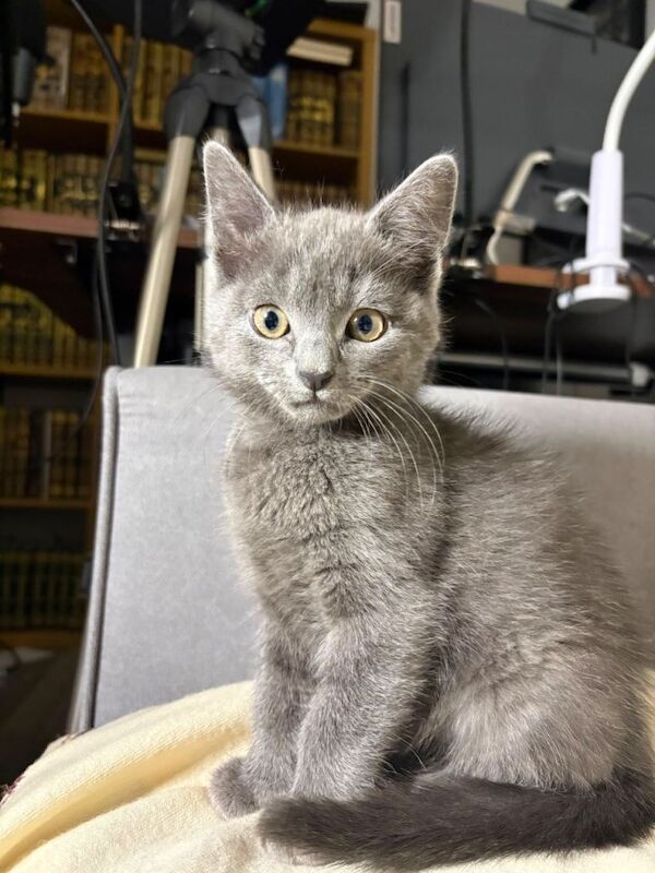 Beautiful Russian Blue Kitten – 10 Weeks Old, Healthy & Litter Trained – £550