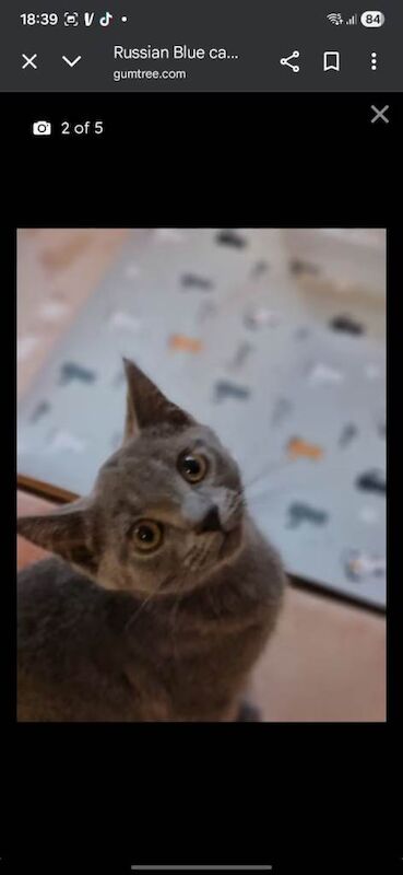 Russian Blue Kittens For Sale