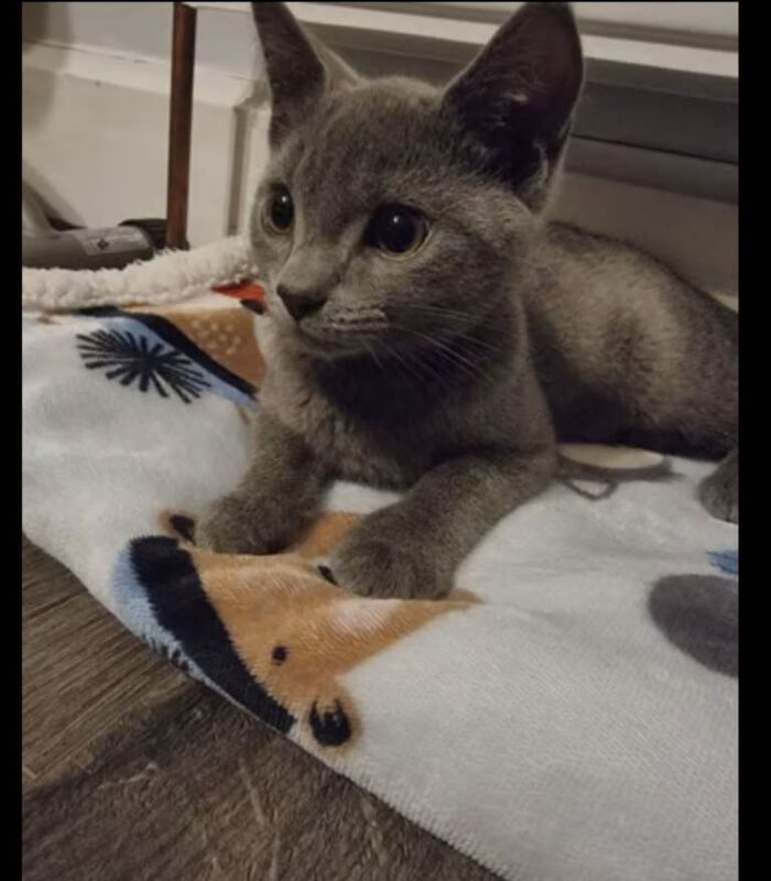 Russian Blue kittens for sale in Nelson, Lancashire – 2 years old - Image 2 of 4