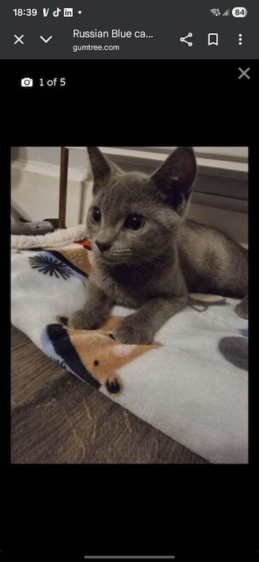 Russian Blue kittens for sale in Nelson, Lancashire – 2 years old - Image 3 of 4