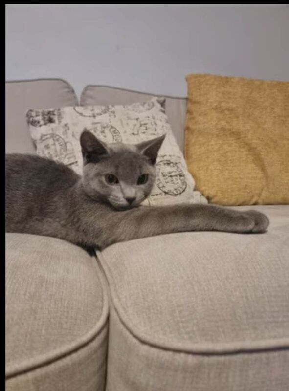 Russian Blue kittens for sale in Nelson, Lancashire – 2 years old - Image 4 of 4