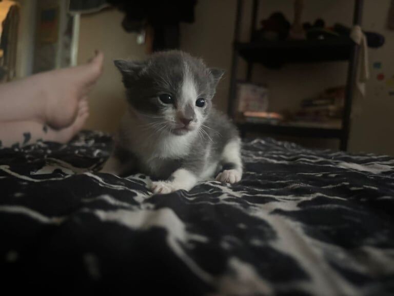Russian Blue kittens for sale in Kingskerswell, Devon – 2 weeks old