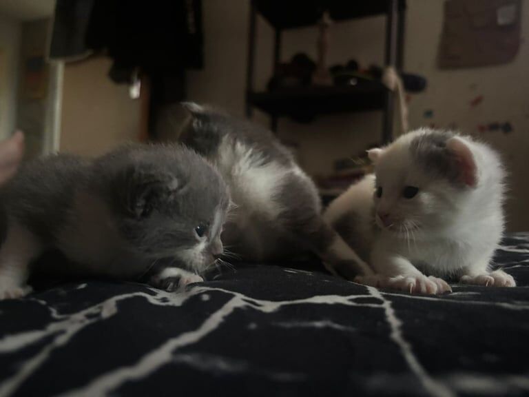 Russian Blue kittens for sale in Kingskerswell, Devon – 2 weeks old - Image 2 of 3