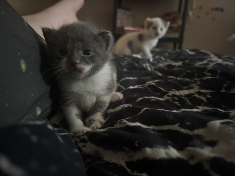 Russian Blue kittens for sale in Kingskerswell, Devon – 2 weeks old - Image 3 of 3