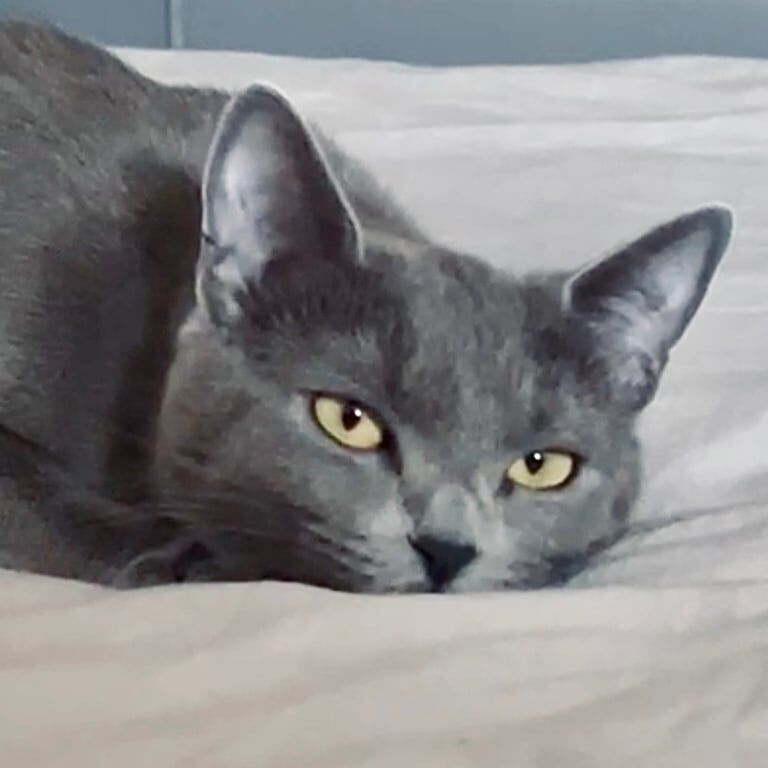 Beautiful/Stunning Pure Russian Blue Kitten/Cat Female 11 Months (Unspayed) for sale in Sittingbourne, Kent