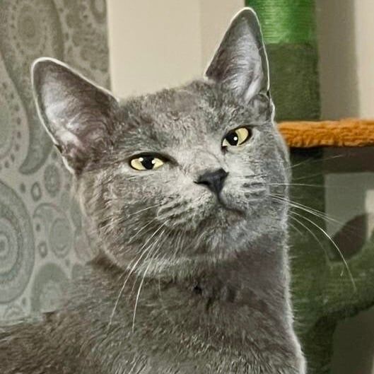 Beautiful/Stunning Pure Russian Blue Kitten/Cat Female 11 Months (Unspayed) for sale in Sittingbourne, Kent - Image 2