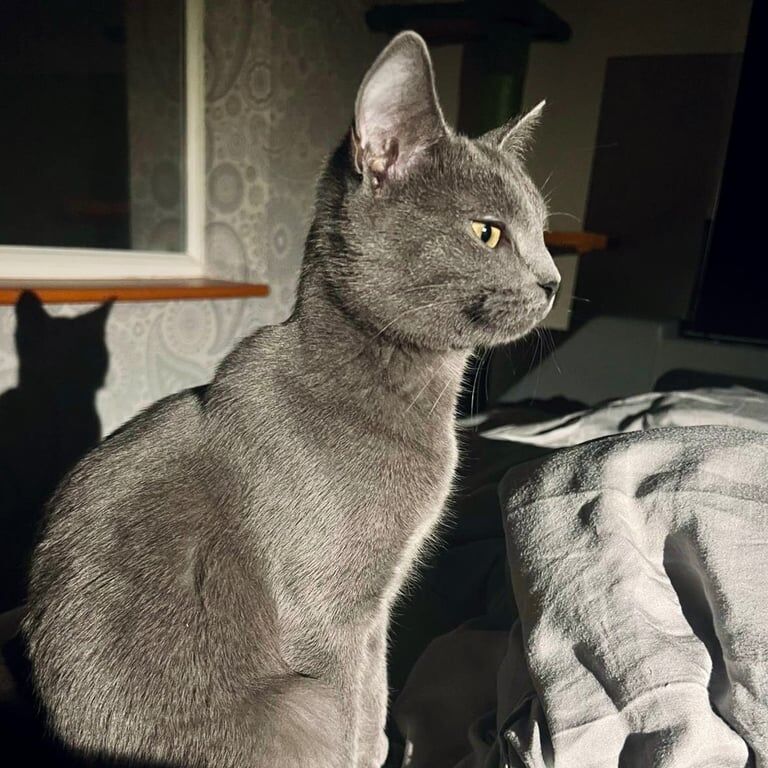 Beautiful/Stunning Pure Russian Blue Kitten/Cat Female 11 Months (Unspayed) for sale in Sittingbourne, Kent - Image 3