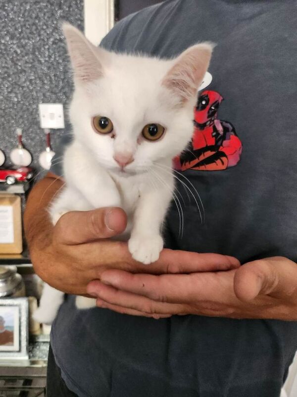 Beautiful white 12 week old male kitten price reduced
