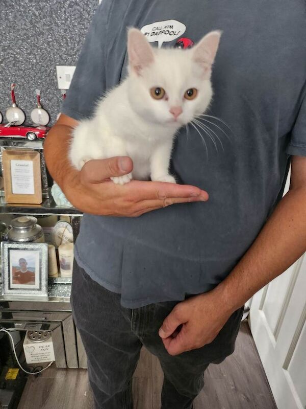 Beautiful white 12 week old male kitten price reduced - Image 2 of 3