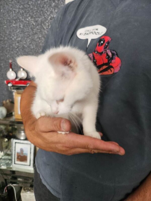 Beautiful white 12 week old male kitten price reduced - Image 3 of 3