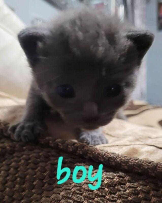 Beutiful all grey kittens