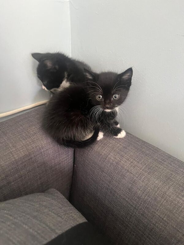Black white Tabby Kittens for sale in Hackney, Greater London