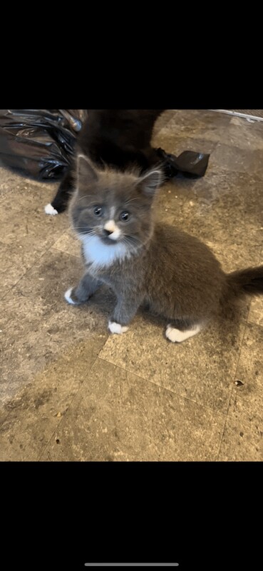 Russian Blue kittens for sale in Mundesley, Norfolk – 8 weeks old