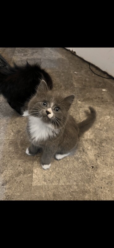 Russian Blue kittens for sale in Mundesley, Norfolk – 8 weeks old - Image 2 of 3