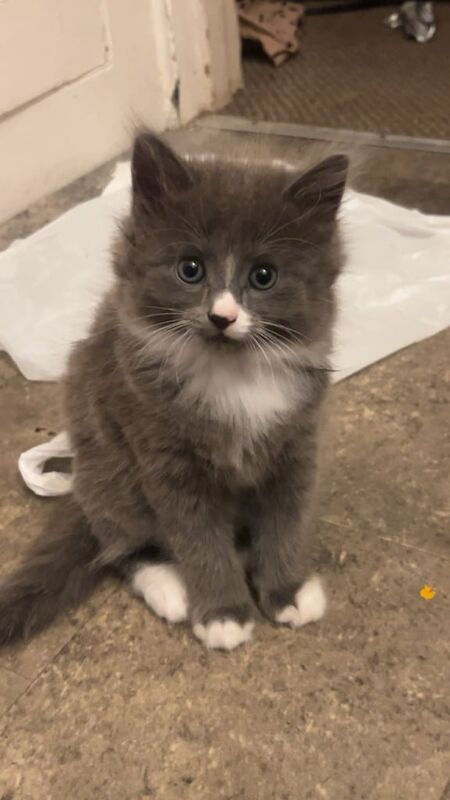 Russian Blue kittens for sale in Mundesley, Norfolk – 8 weeks old - Image 3 of 3